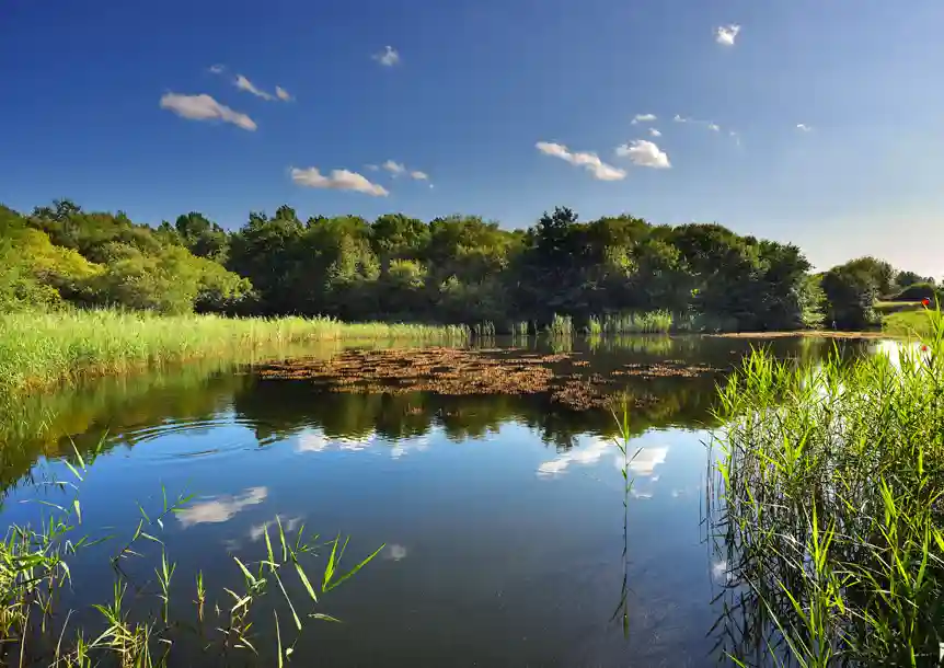 Pwll Nature Reserve