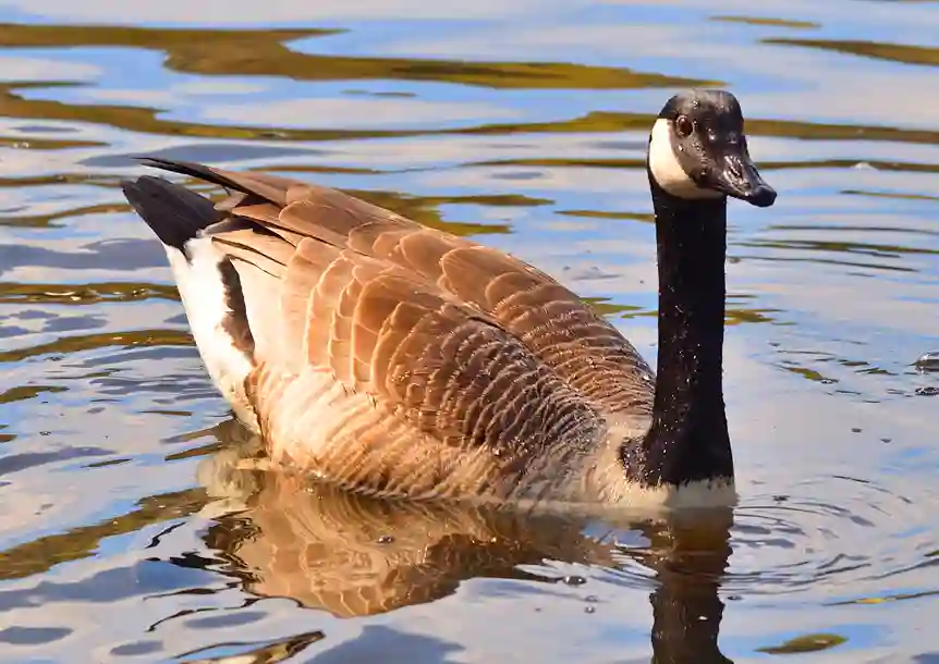 Craig y nos Country Park