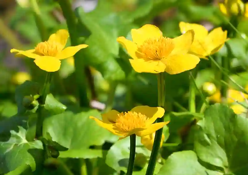 Craig y nos Country Park