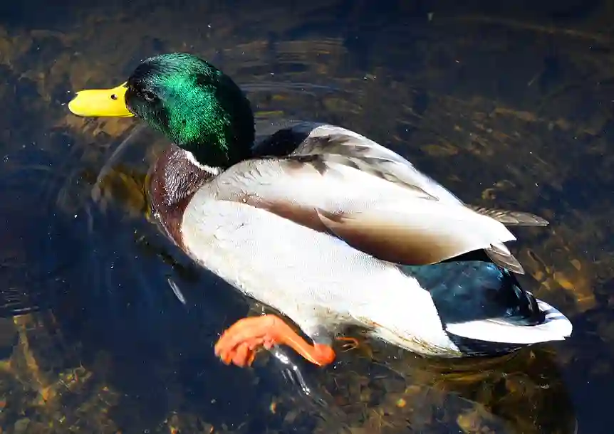 Craig y nos Country Park