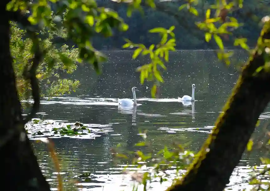 Fendrod Lake, Swansea