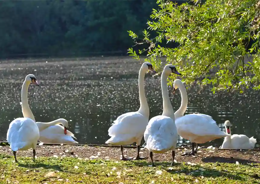Fendrod Lake, Swansea