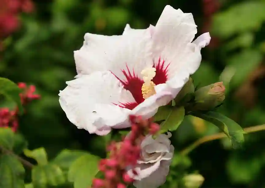 Clyne Gardens