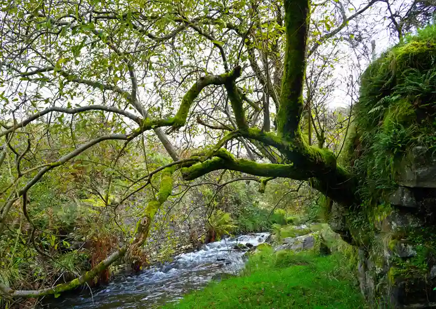 The River Lliw