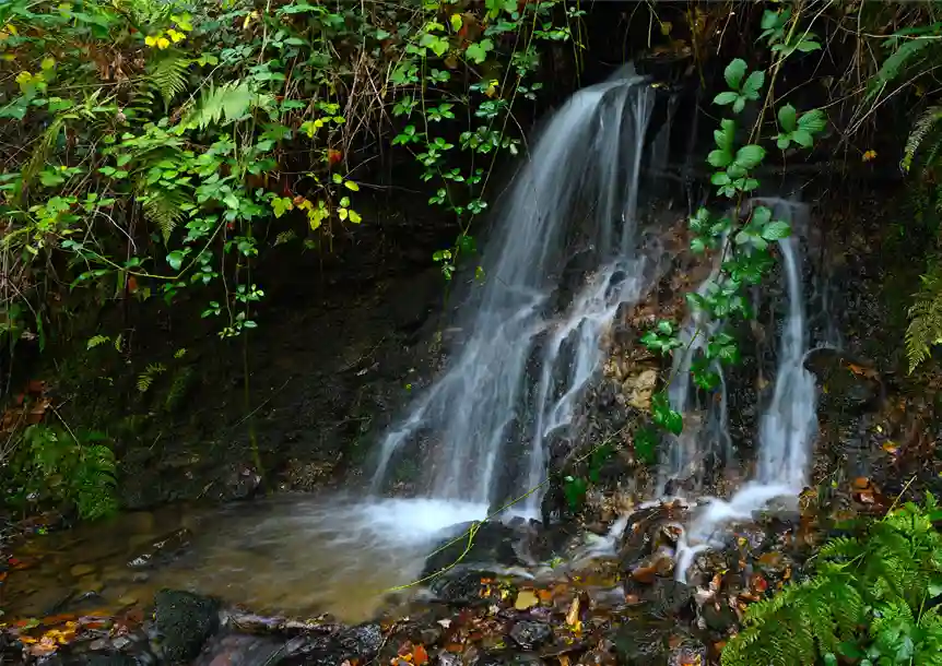 Woodland Walk