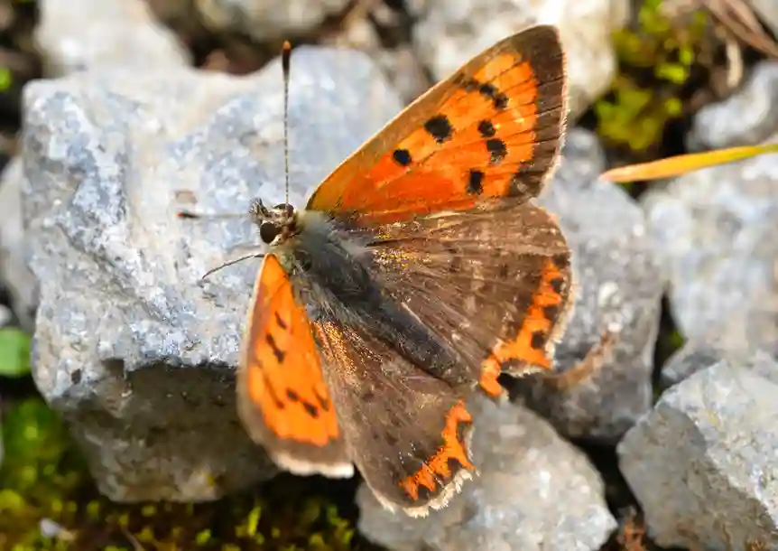 Small Copper (Lycaena phlaeas)