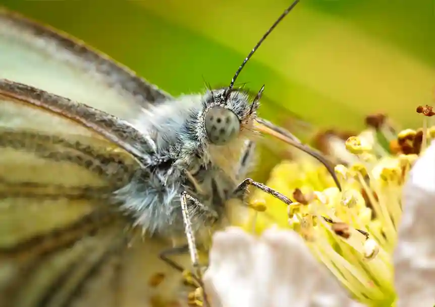 Large White (Pieris brassicae)
