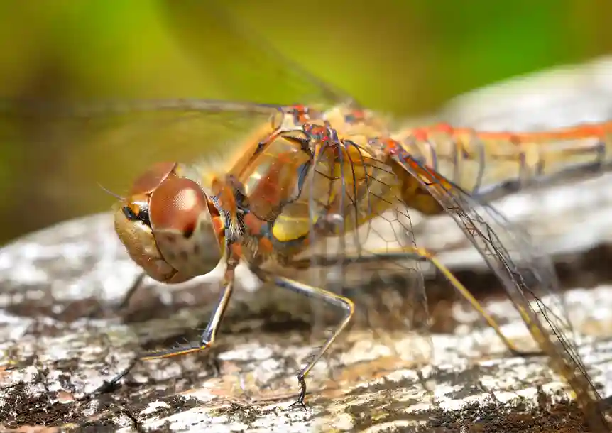 Dragonfly (Sympetrum sanguineum)