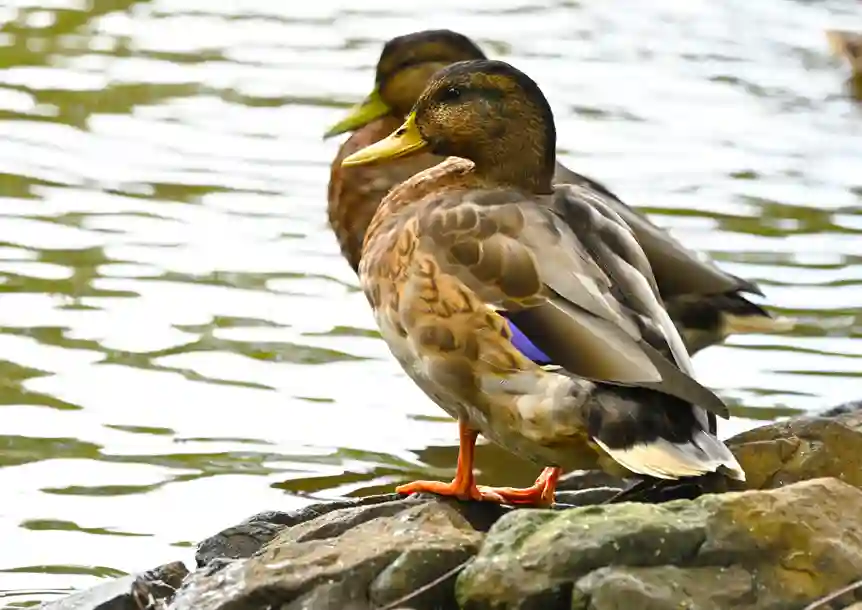 Bryngarw Country Park