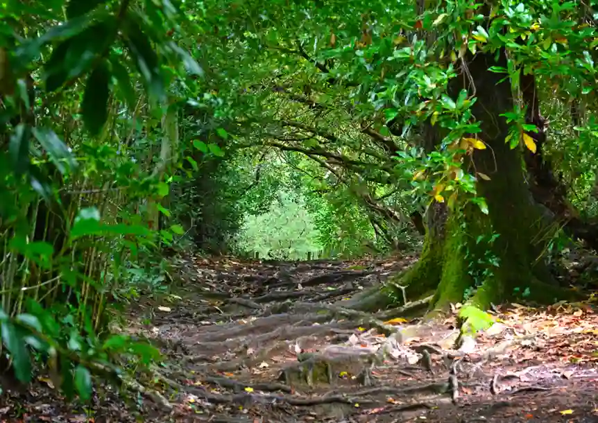 Bryngarw Country Park