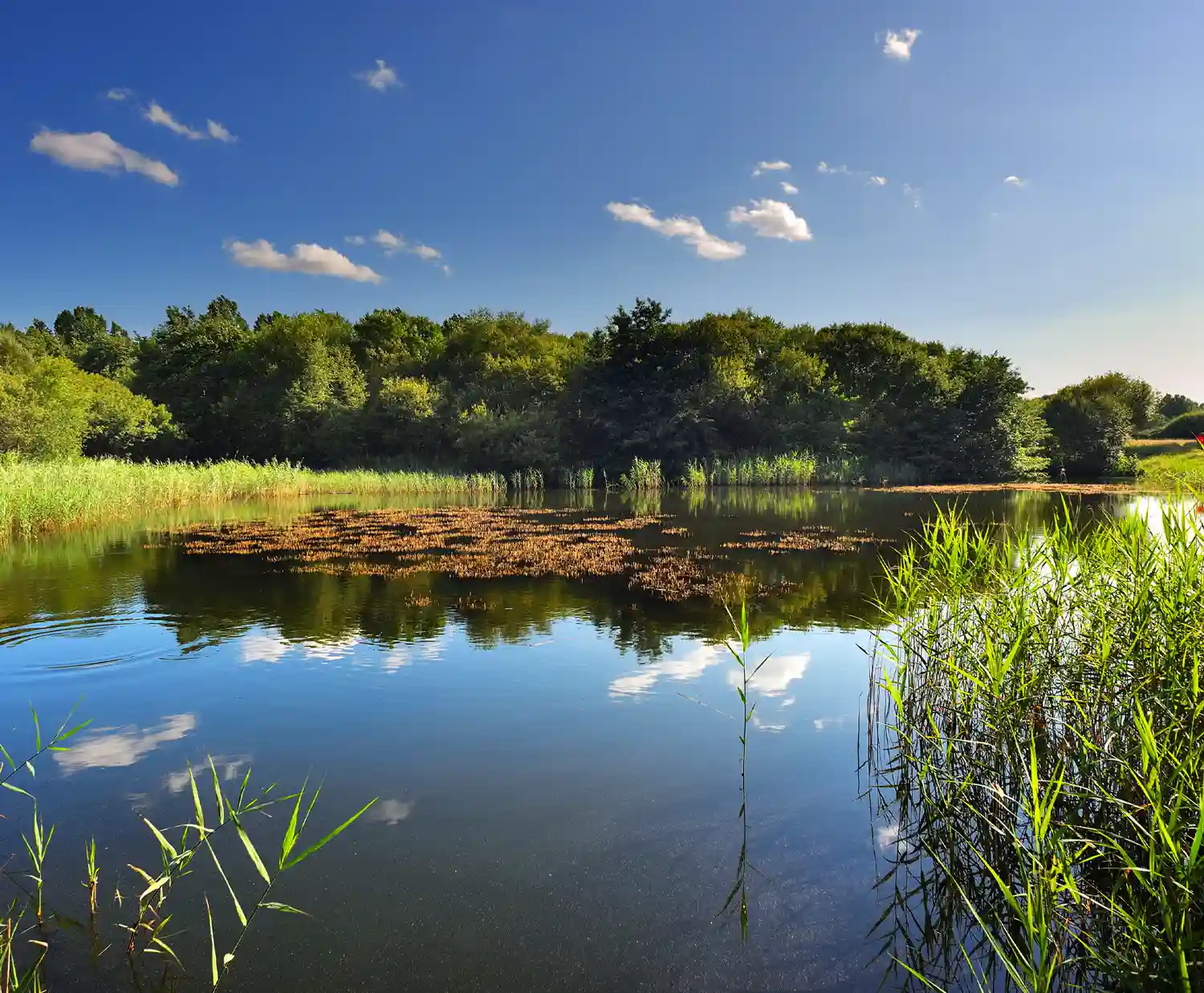 Pwll Nature Reserve, near Llanelli