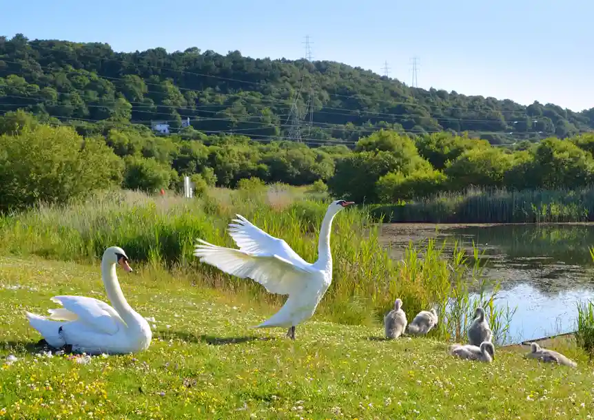 Pwll near Llanelli