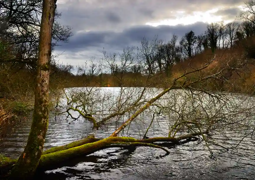 Carmel Nature Reserve, Pant y Llyn Turlough