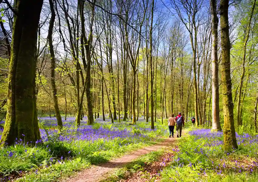 Dinefwr Park & Castle