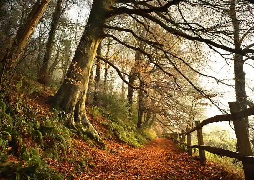 Castle Woods, Dinefwr Park
