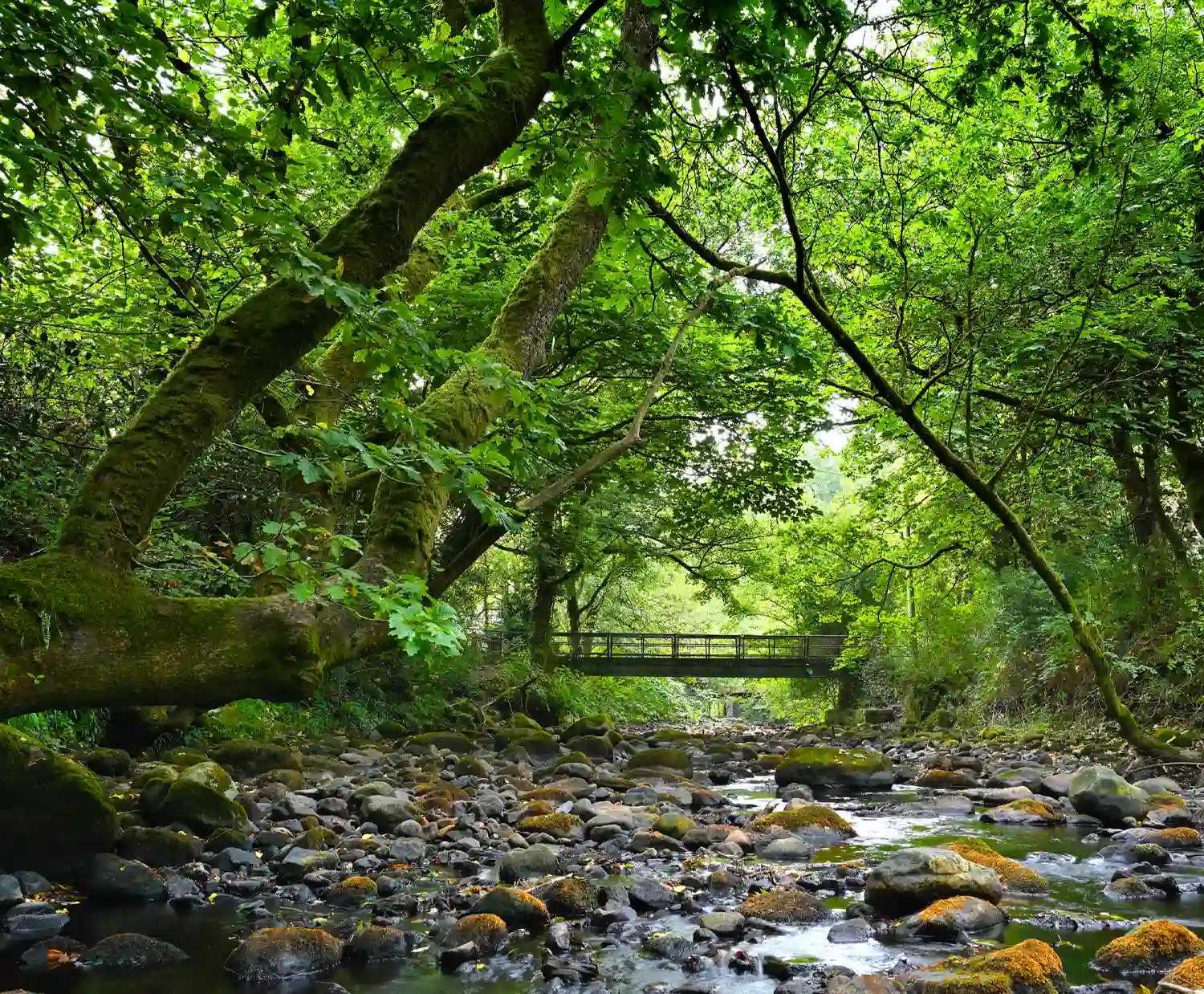 Ynysdawela Nature Park