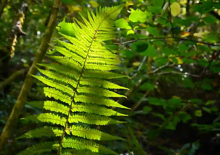 Ynysdawela Nature Park