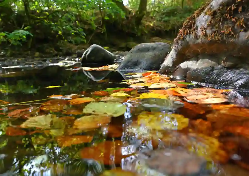 Ynysdawela Nature Park